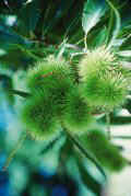 The region of sweet chestnuts and goaths