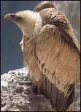 Young vulture